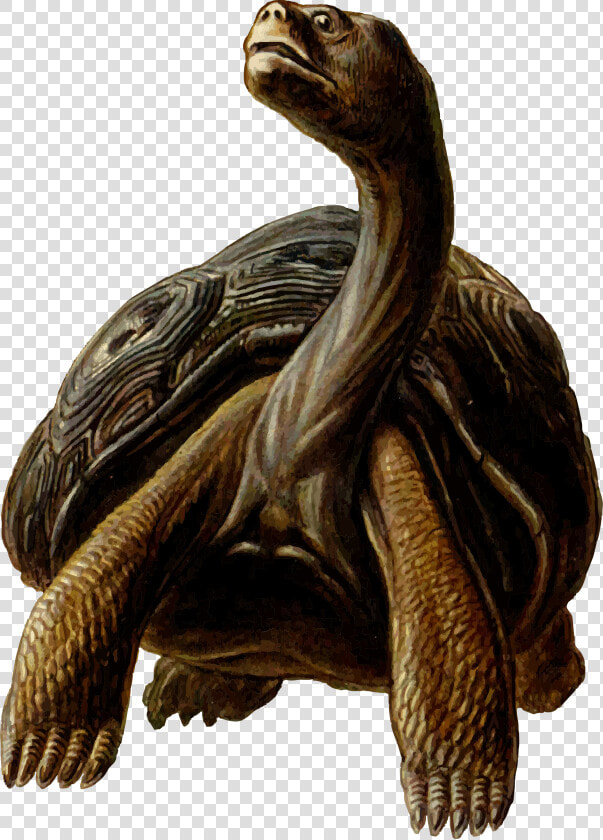 Prehistoric Tortoise Clipart  HD Png DownloadTransparent PNG