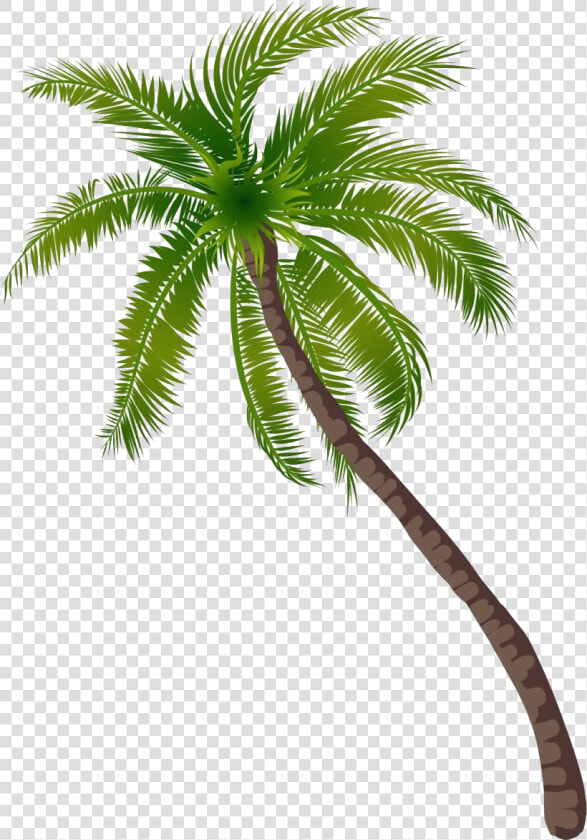 Long Coconut Tree Png File   Transparent Background Coconut Tree Png  Png DownloadTransparent PNG