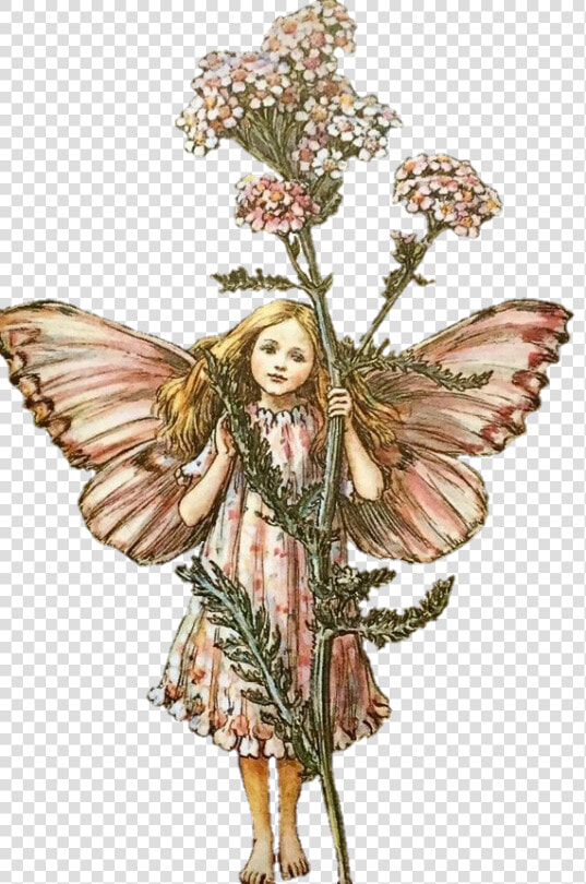 Cicely Mary Barker Flower Fairies  HD Png DownloadTransparent PNG