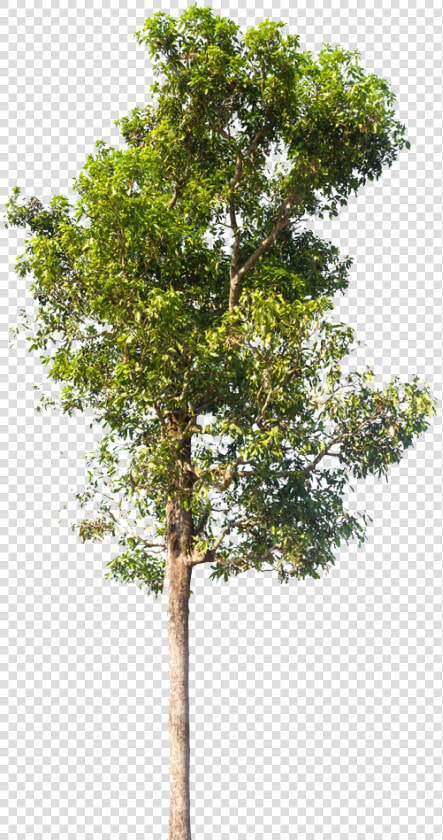 Neem Tree Images Hd   Png Download   Pond Pine  Transparent PngTransparent PNG