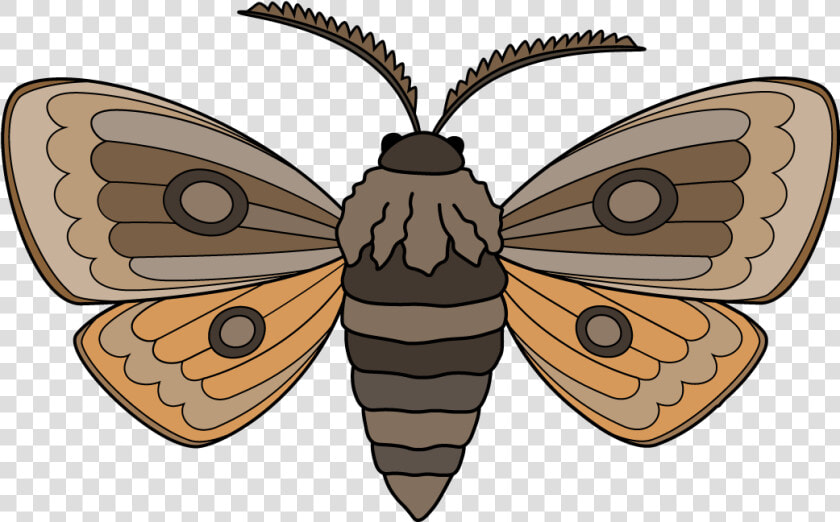 How To Draw A Moth Step By Step   Butterfly  HD Png DownloadTransparent PNG