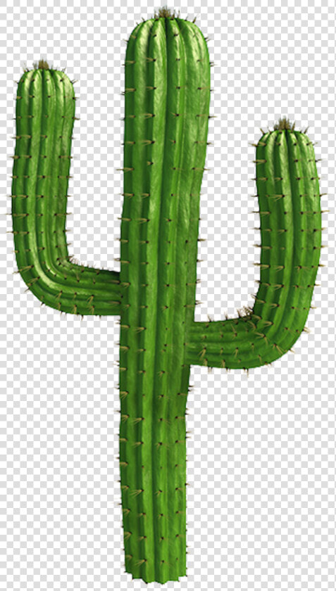 Saguaro Cactus Vector   Cactus Png  Transparent PngTransparent PNG