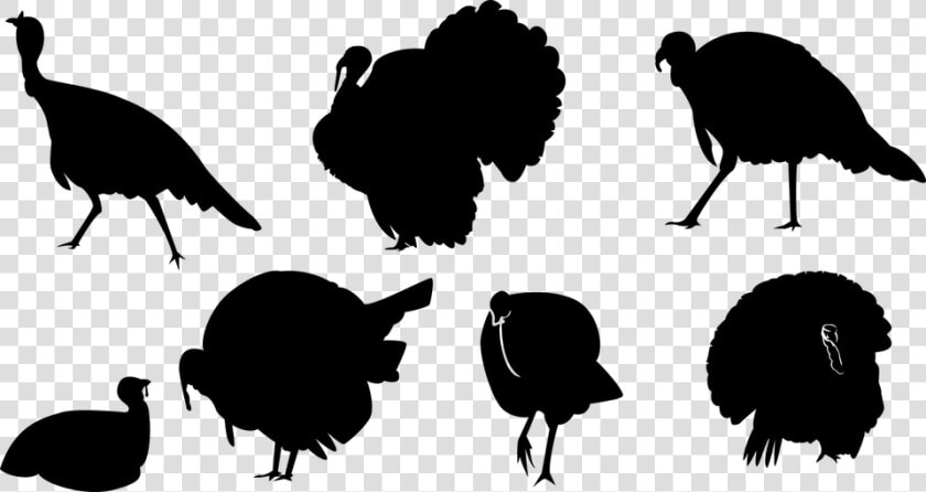 Turkey  Ave  Silhouette  Chick  Animal  Wings  Tail   Turkey  HD Png DownloadTransparent PNG