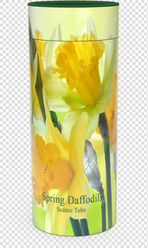 Narcissus  HD Png DownloadTransparent PNG