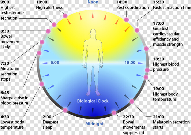 Biological Clock Image   Circadian Rhythm In Tamil  HD Png DownloadTransparent PNG