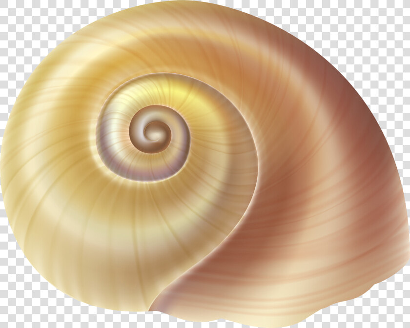 Sea Snail Shell Png Clip Art Image   Transparent Background Seashells Png  Png DownloadTransparent PNG