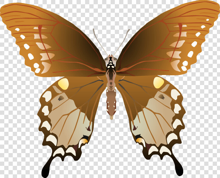 Butterfly Png Images Png   Papilio Troilus Male And Female  Transparent PngTransparent PNG