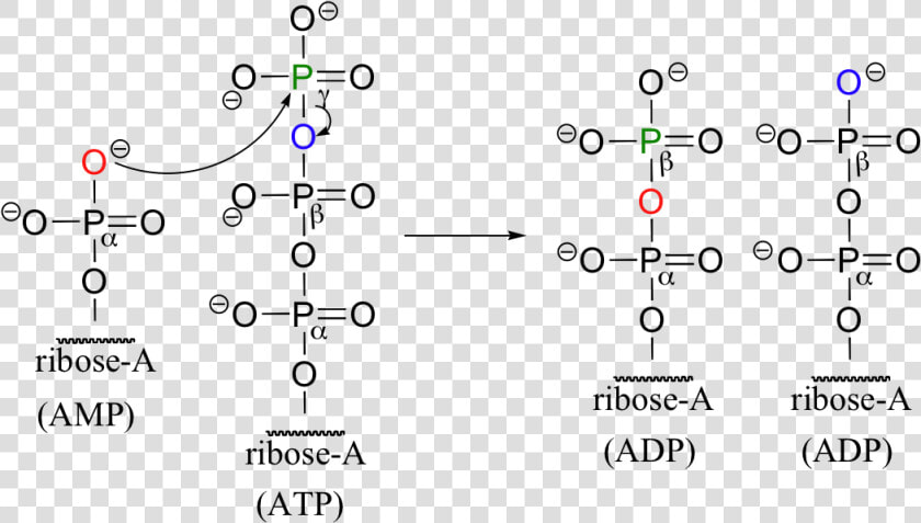 Image096   Amp To Atp Reaction  HD Png DownloadTransparent PNG