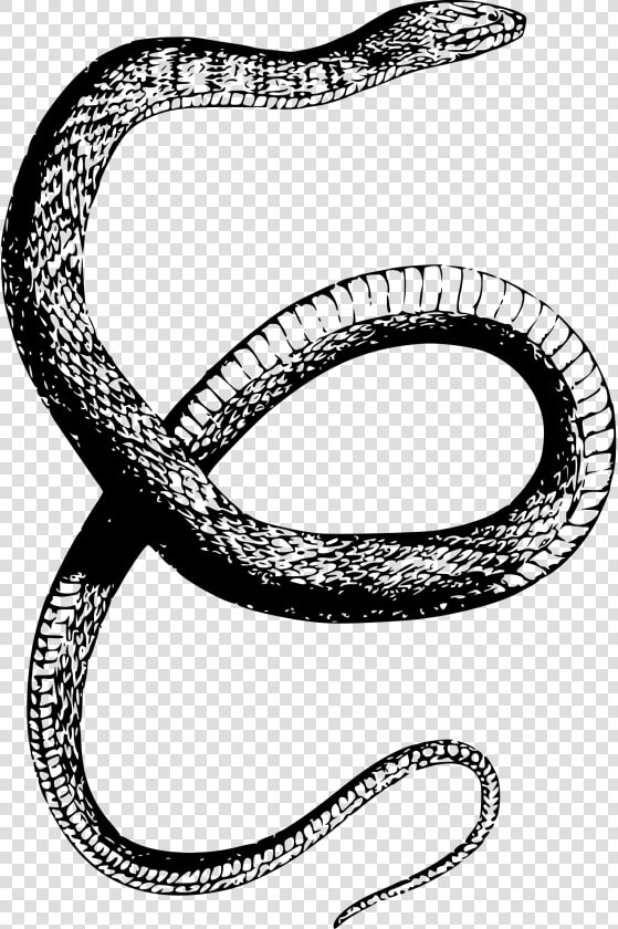 Diamondback Water Snake Clip Arts   Snake Drawing Png  Transparent PngTransparent PNG