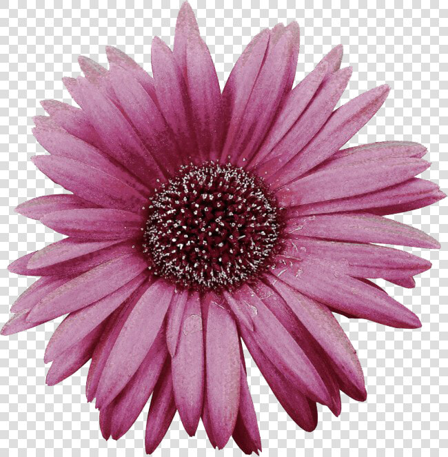 Pink Gerbera Png Image   African Daisy  Transparent PngTransparent PNG