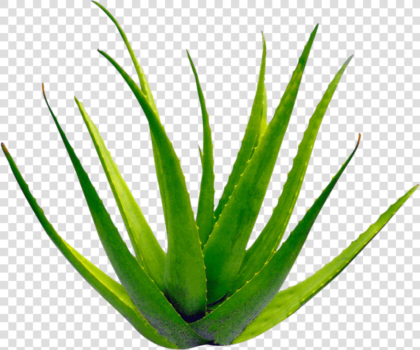 Planta Aloe Vera   Transparent Background Aloe Vera Png  Png DownloadTransparent PNG