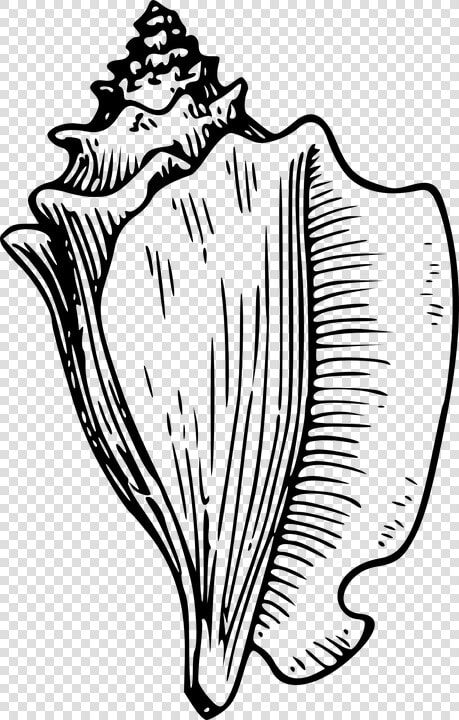 Conch Shell Clipart   Conch Shell Black And White Clipart  HD Png DownloadTransparent PNG