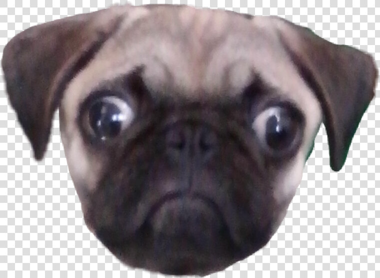  scpug   Pug  HD Png DownloadTransparent PNG