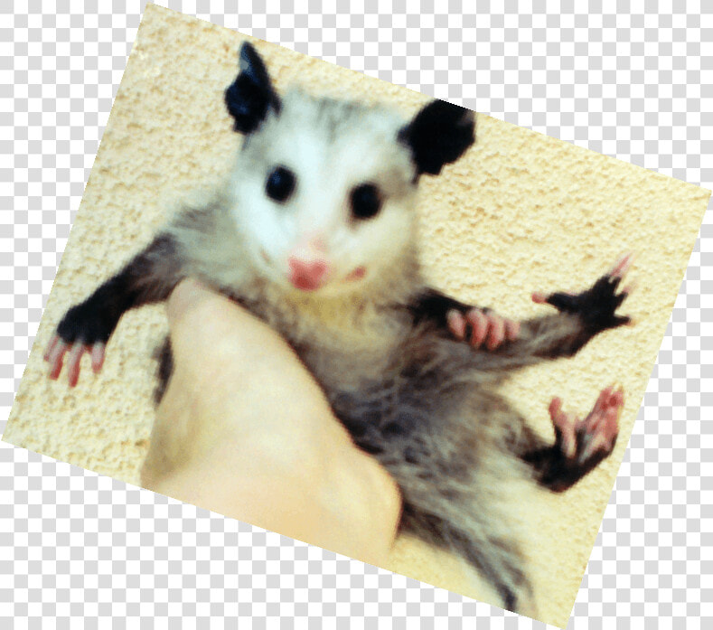 Common Opossum  HD Png DownloadTransparent PNG