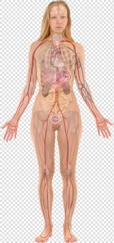 Female With Organs   Woman Internal Body Parts  HD Png DownloadTransparent PNG