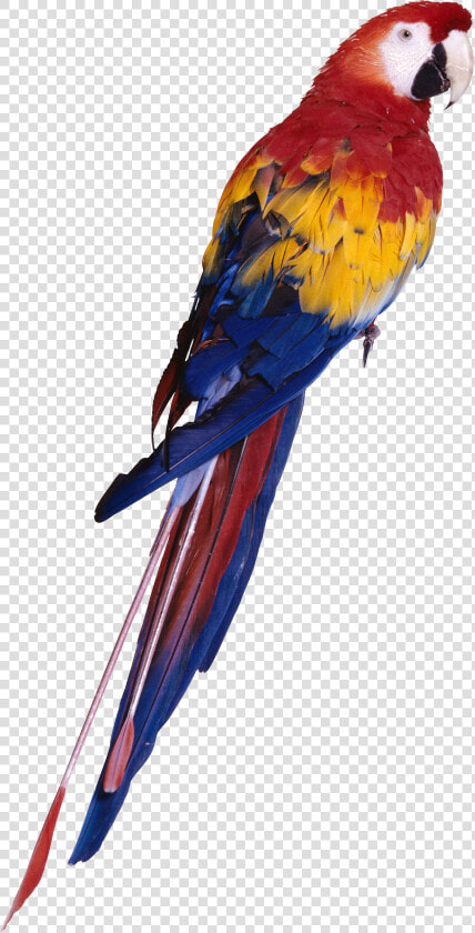 Browse And Download Parrot Png Pictures   Parrot Png Full Hd  Transparent PngTransparent PNG