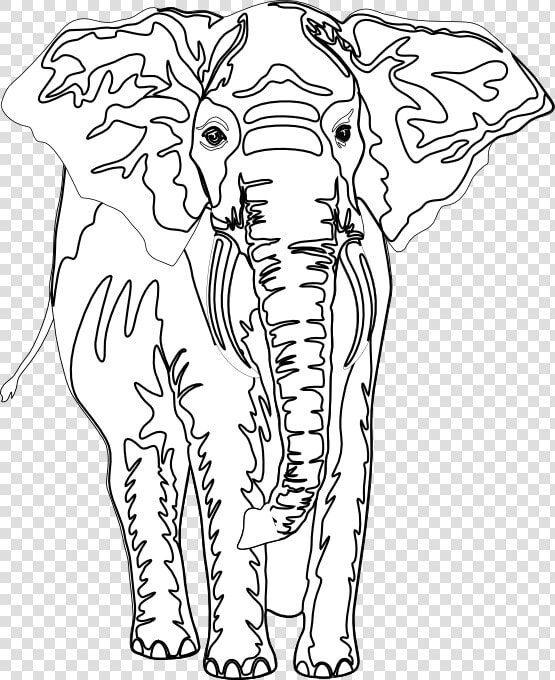 Artfavor Elephant Black White Line Art 555px   Indian Elephant  HD Png DownloadTransparent PNG