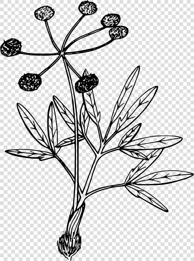 Swale Desert Parsley   Parsley  HD Png DownloadTransparent PNG