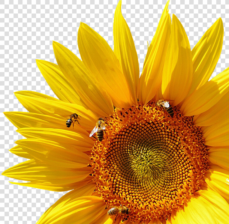 Girasol  Abejas  Verano  Jardín  Flor  Amarillo   Internal And External Structures Of A Plant  HD Png DownloadTransparent PNG