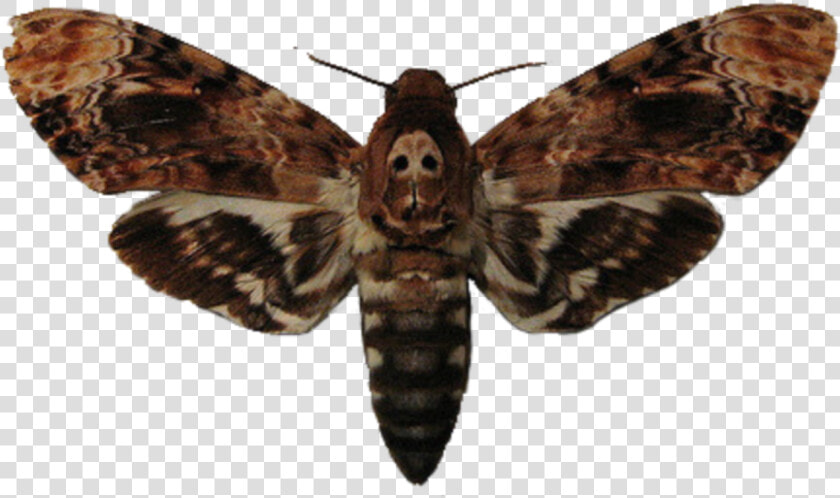  moth   Moth Buffalo Bill Silence Of The Lambs  HD Png DownloadTransparent PNG