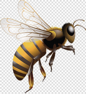 Graphic Free Stock Honey Bee Insect Beehive   Flying Bee Transparent Png  Png DownloadTransparent PNG