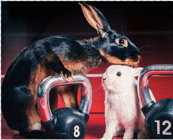 Rabbit Easter Myfit Fitness Dumbells Blog   Easter  HD Png DownloadTransparent PNG