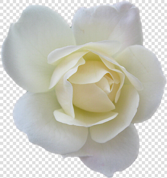 Collections At Sccpre Cat   White Rose Psd  HD Png DownloadTransparent PNG