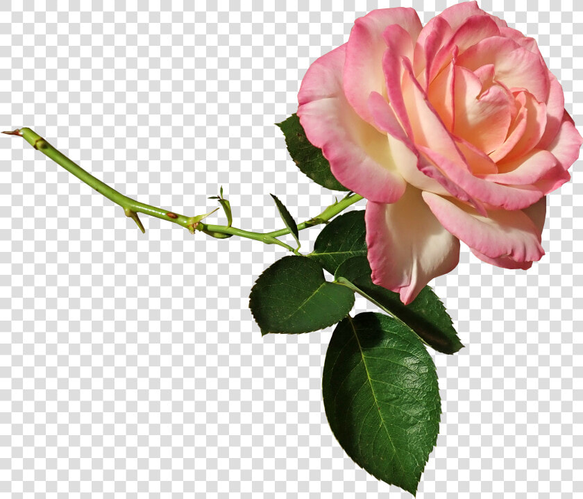 Rose  Stem  Ffragrant  Cut Out  Isolated  Lower  Garden   Розовой Розы Пнг  HD Png DownloadTransparent PNG