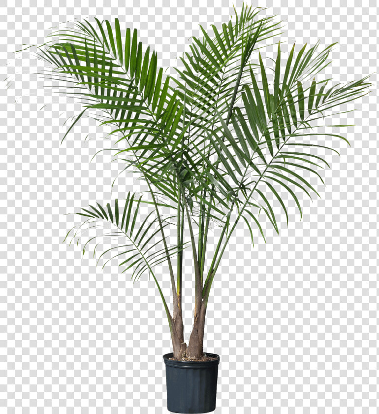 Palm Plant   Png Download   Palm Plant  Transparent PngTransparent PNG