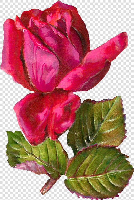 Antiqueimages Blogspot Com Rose  HD Png DownloadTransparent PNG