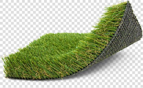 Hedge  HD Png DownloadTransparent PNG