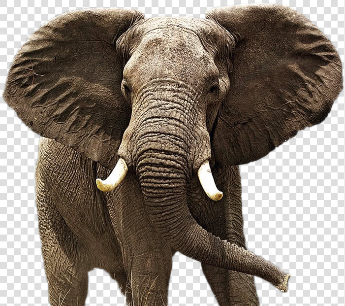 Elephant Png Image   Animal Is Also Known As The Best Rain Detector  Transparent PngTransparent PNG