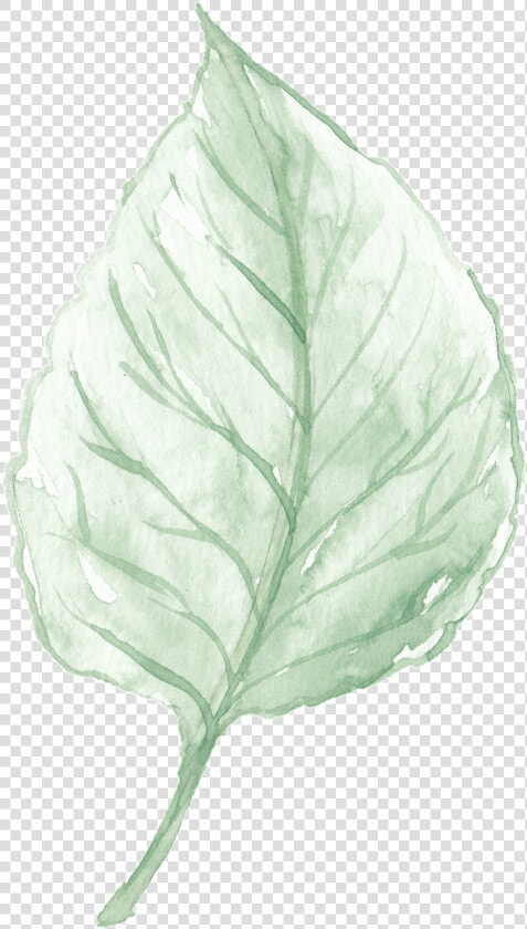 Watercolor Leaves Are Free From Material   صور ورقه شجر مرسومه  HD Png DownloadTransparent PNG