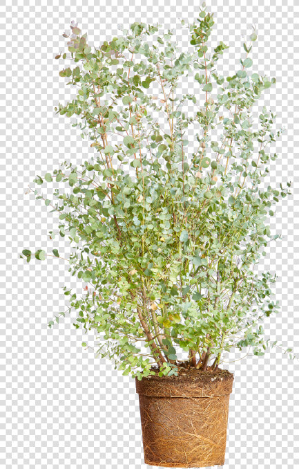 Cider Gum   Flowerpot  HD Png DownloadTransparent PNG