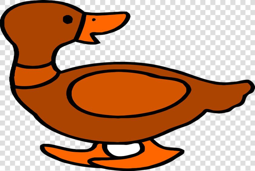 Duck  Animal  Ducklings  Ducks   Duck  HD Png DownloadTransparent PNG