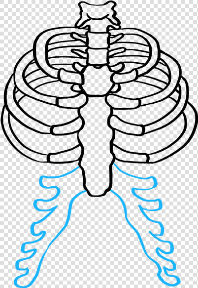 How To Draw Rib Cage   Easy Rib Cage Drawing  HD Png DownloadTransparent PNG