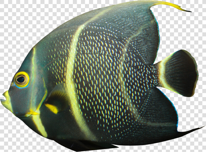 Angelfish Png Transparent Image   Angelfish Png  Png DownloadTransparent PNG