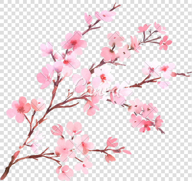 Watercolor With Spring Tree Branch In Blossom   Cherry Blossom Background Png  Transparent PngTransparent PNG