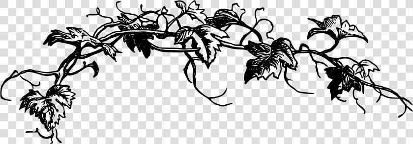 Black And White Vine Clip Art   Flower Vine Clipart Black And White  HD Png DownloadTransparent PNG