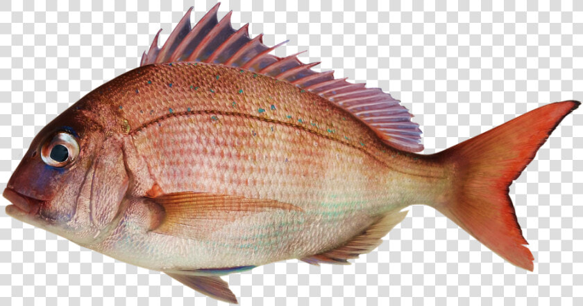 Fish  Snapper  Sea Bream  Bream And Fish   Pagrus Major  HD Png DownloadTransparent PNG