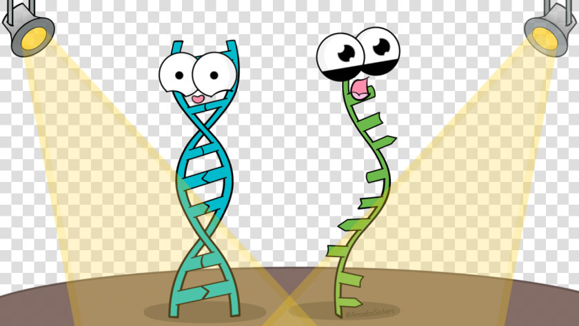 Rna And Dna Cartoon  HD Png DownloadTransparent PNG