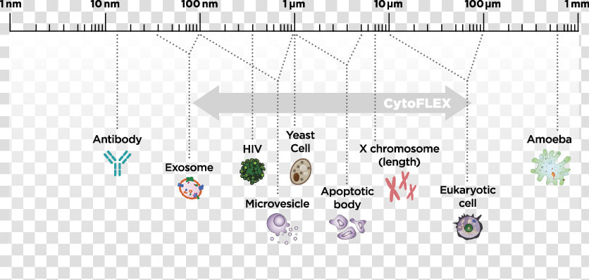 Cytoflex Diagram Particle Sizes   Microvesicles And Flow Cytometry  HD Png DownloadTransparent PNG