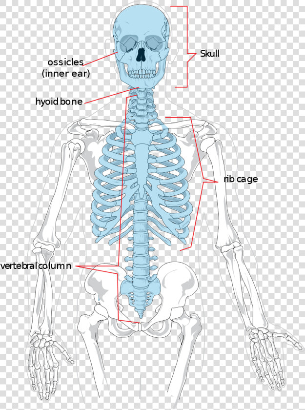 Diagram Of Axial Skeleton  HD Png DownloadTransparent PNG