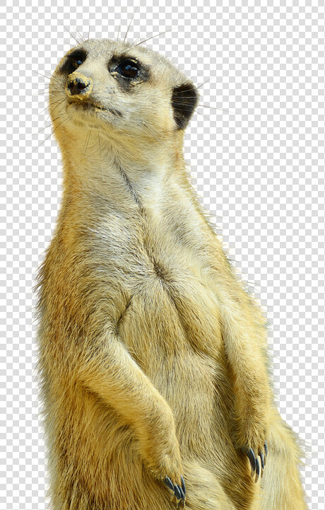 Thumb Image   Imagen De Suricata Png  Transparent PngTransparent PNG