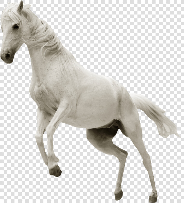 White Horse Jumping Png Image   White Horse Jumping Png  Transparent PngTransparent PNG