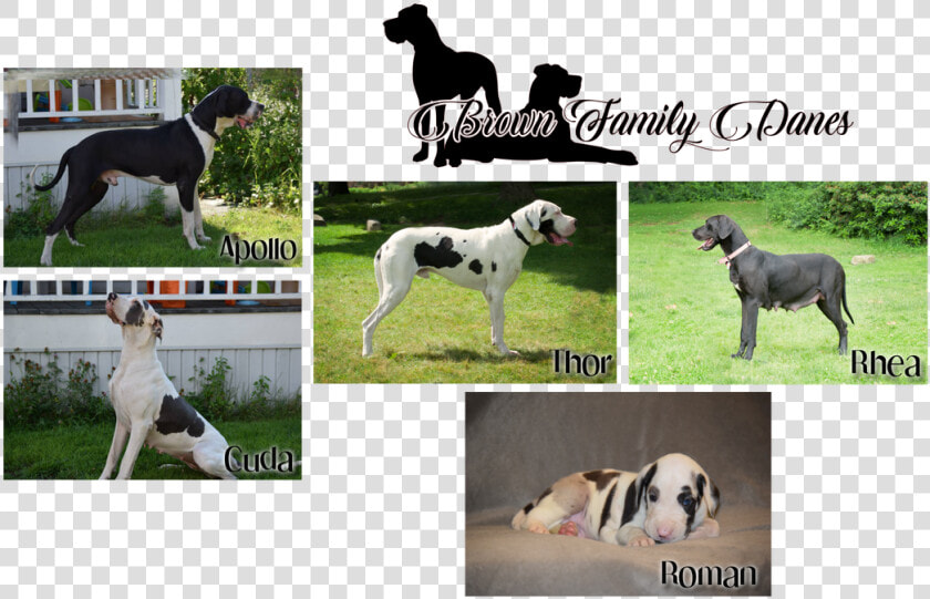 Picture   Great Dane  HD Png DownloadTransparent PNG