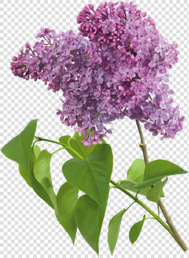 Transparent Lilac Png  Png DownloadTransparent PNG