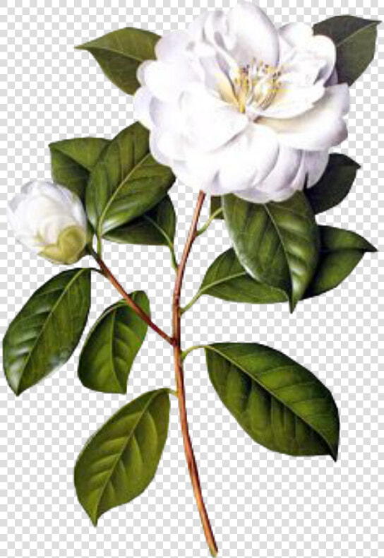  flower  white  spring  png  overlay  free  kpopedit   Jasmine Flower Botanical Drawing  Transparent PngTransparent PNG