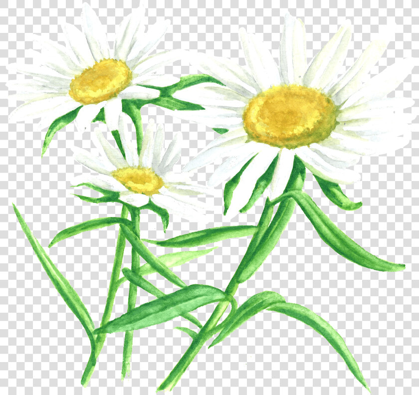 Transparent Chamomile Png   Oxeye Daisy  Png DownloadTransparent PNG