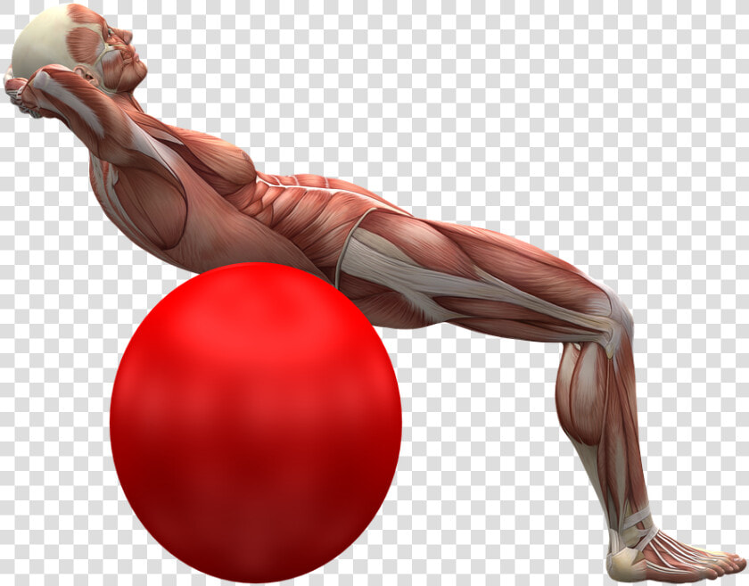 Exercise Ball  Exercise  Muscle  Muscles   Ćwiczenie Mięśni Głębokich Brzucha  HD Png DownloadTransparent PNG